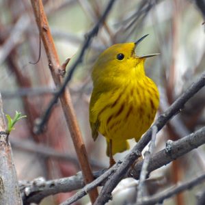 Yellow warbler singing