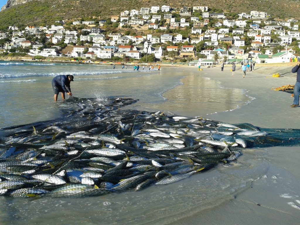 Fish Hoek Treknet Fishers with Yellowtail