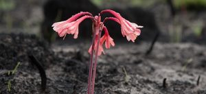 Fire lilies only bloom after a fire.. Like rainbows after rain they promise hope and healing Photo by .Andrea Nixon