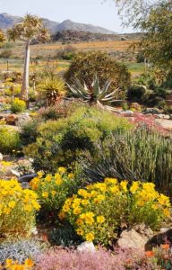 Garden at Goegap Nature Reserve