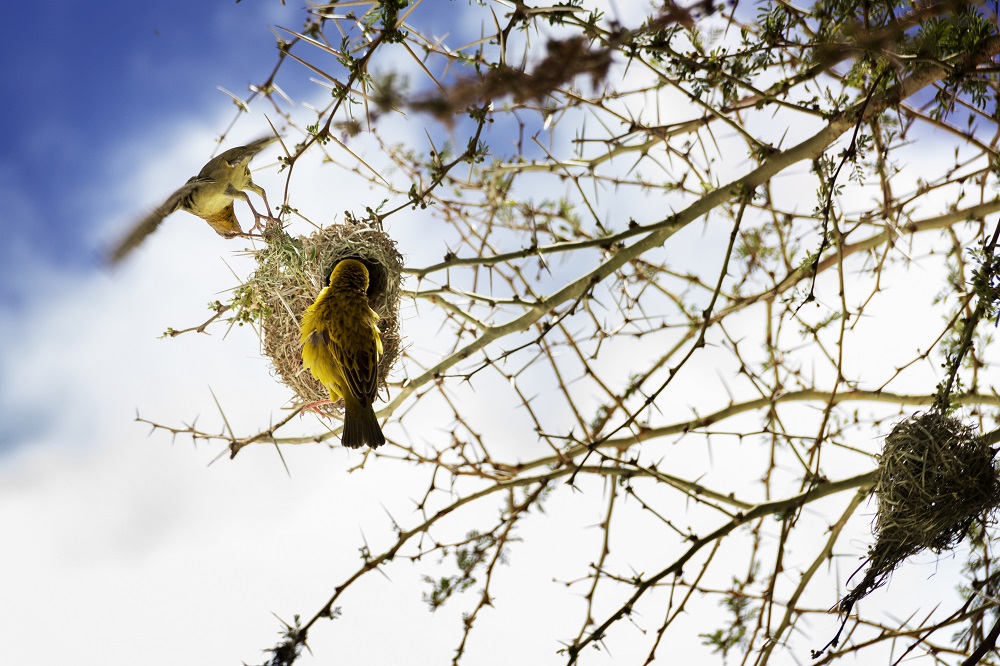 Weaver Birds