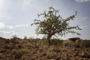 A myrrh tree growing in the wild.