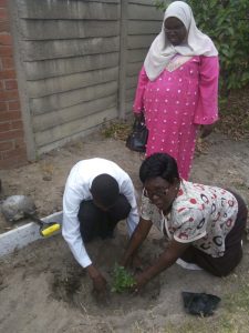 tree planting 4